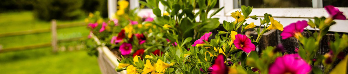 Blooming pink flowers in raised flower boxes