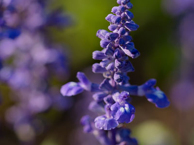 A blooming purple flower