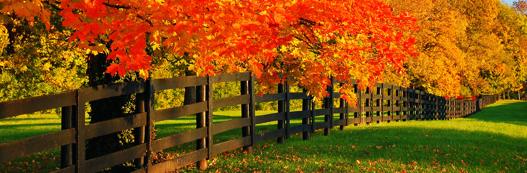 Trees turning yellow and red during fall all along a wooden fence